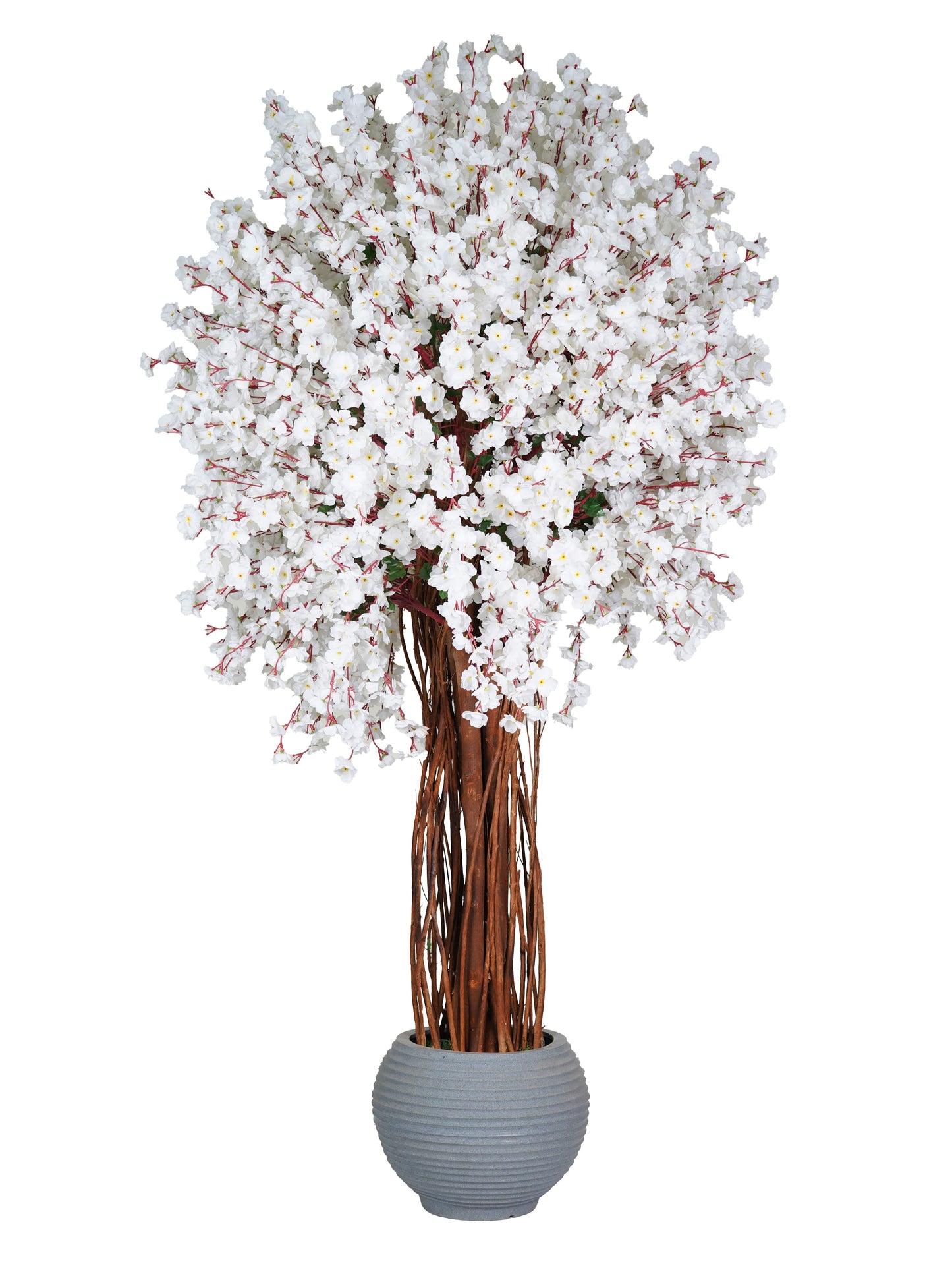 Jumbo Apricot Tree