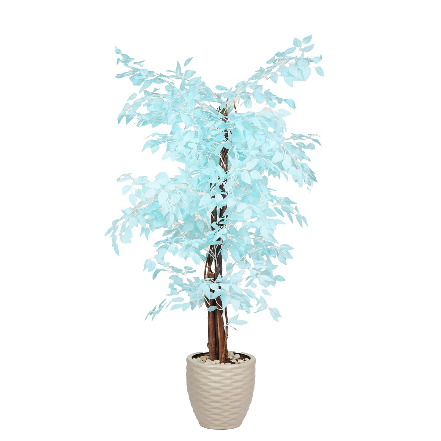 Ficus Benjamina