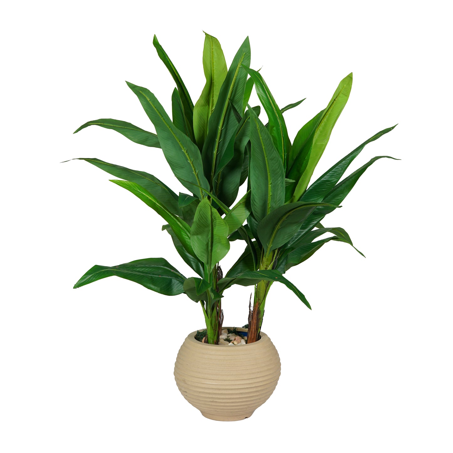 Corn Plant