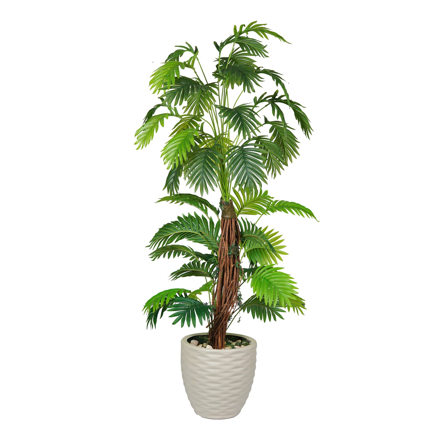 Sago Palm