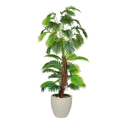 Sago Palm