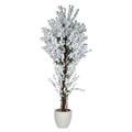 Apricot Tree