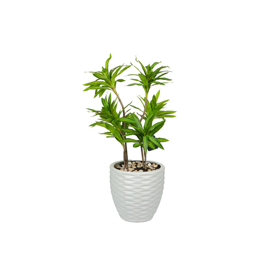 Dracaena