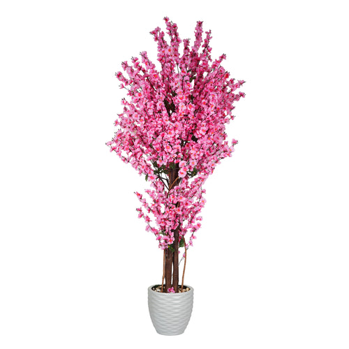 Apricot Tree