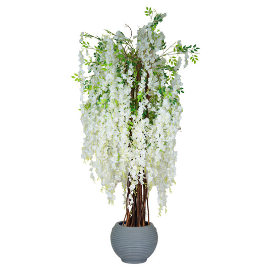 Prunus serrulata ‘Shirotae