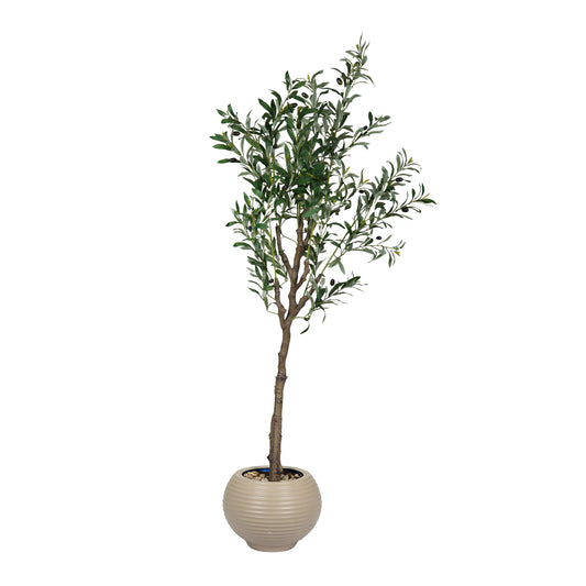 Olive Tree