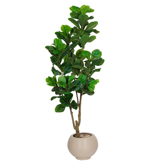 Dracaena Tree