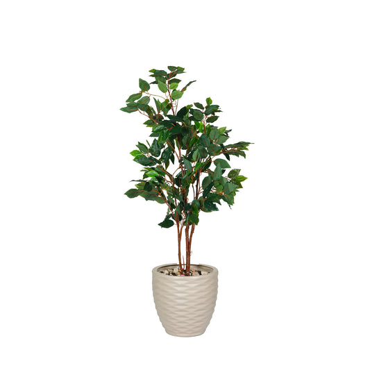 Weeping Fig