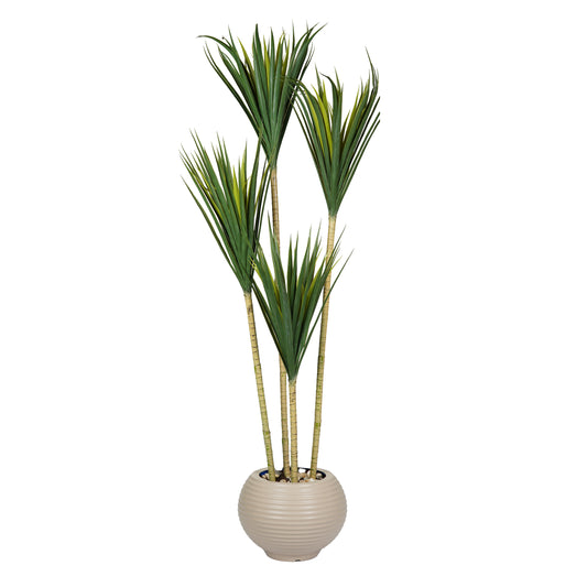 Yucca Tree