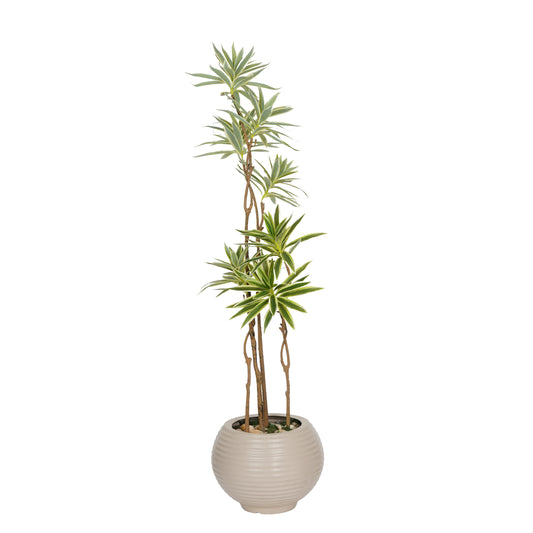 Dracaena tree head 7