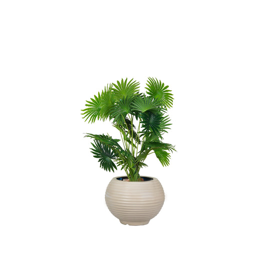 Latania Palm Tree