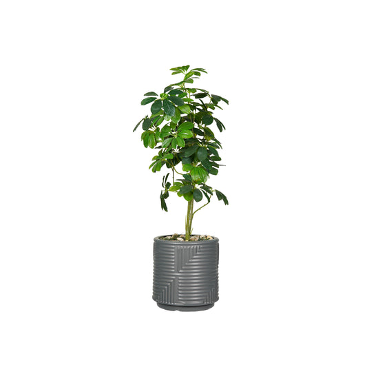 Dwarf Umbrella Tree