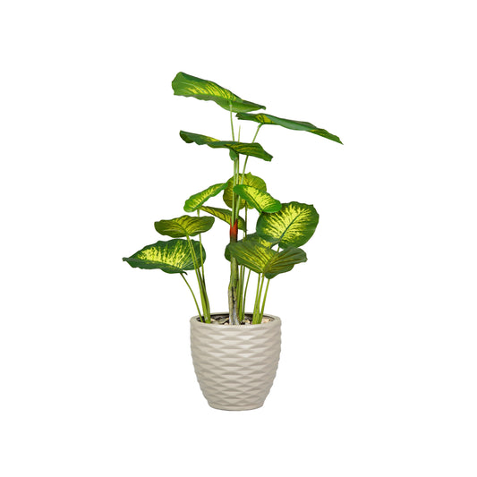 Pachira aquatica