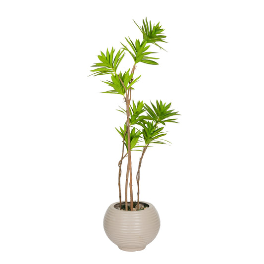 Dracaena tree