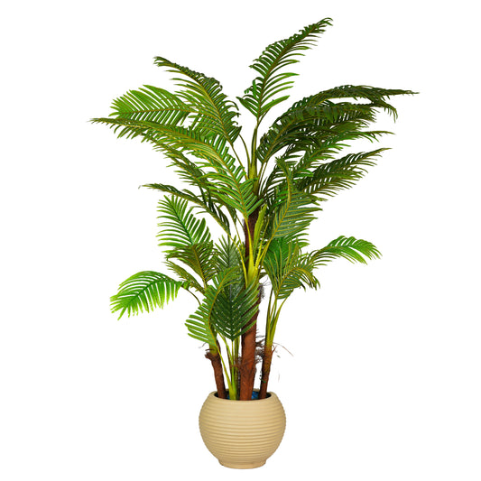 Palm Tree with 5 Trunks