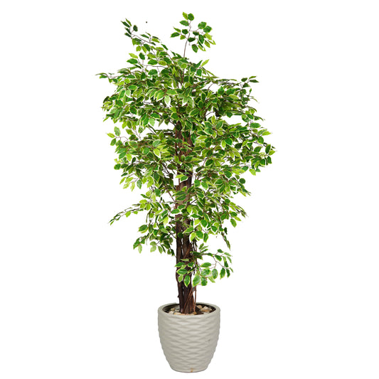 Hawaii Tree