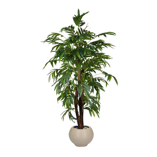 Mango Tree