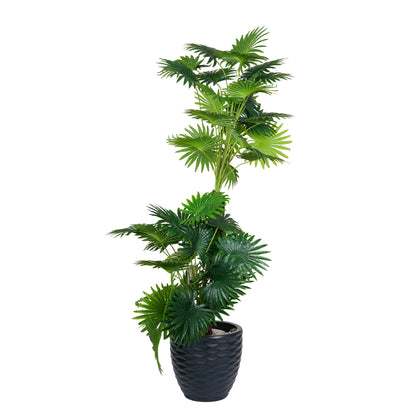 Sago Palm