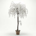 White Weeping Cherry Tree