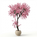 Large Apricot Tree with a Natural Trunk