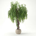 Willow tree