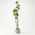 Trinsia tree