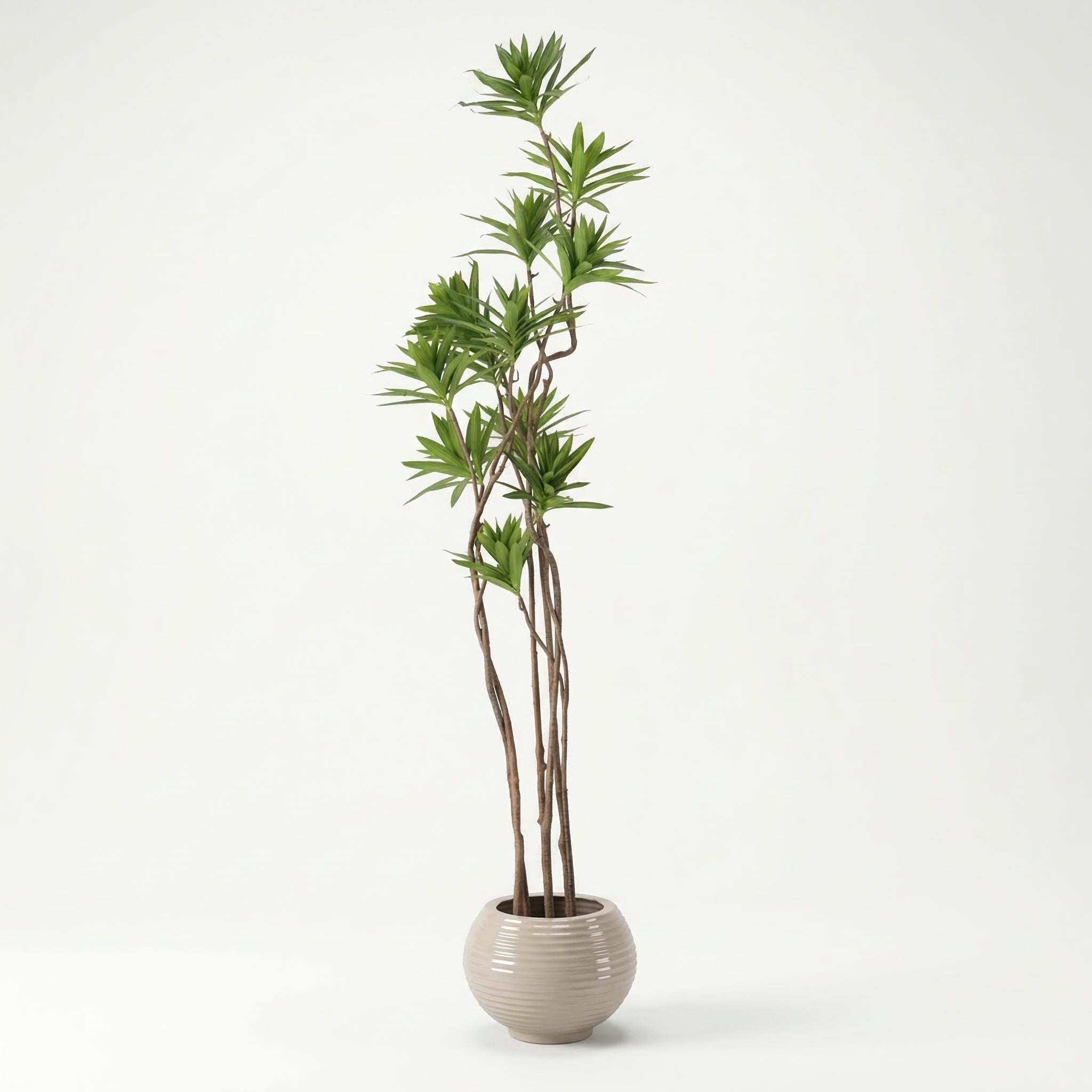 Trinsia tree