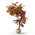 Red Grape Vine Tree