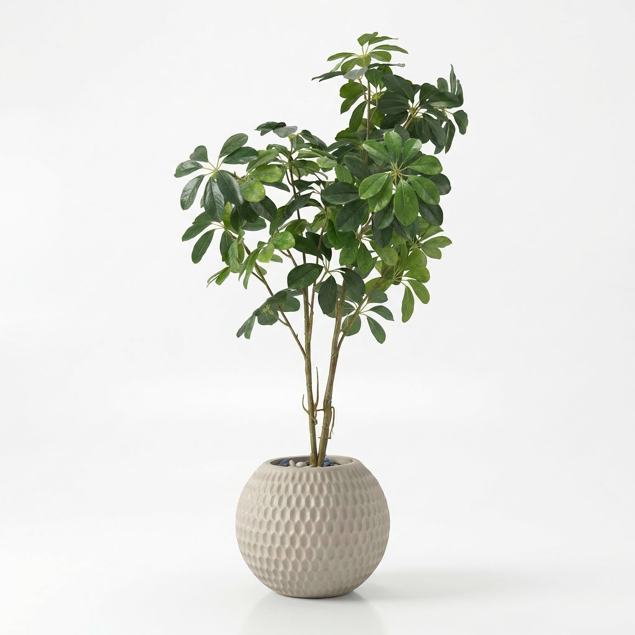 Guavera tree