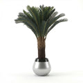Royal Palm tree
