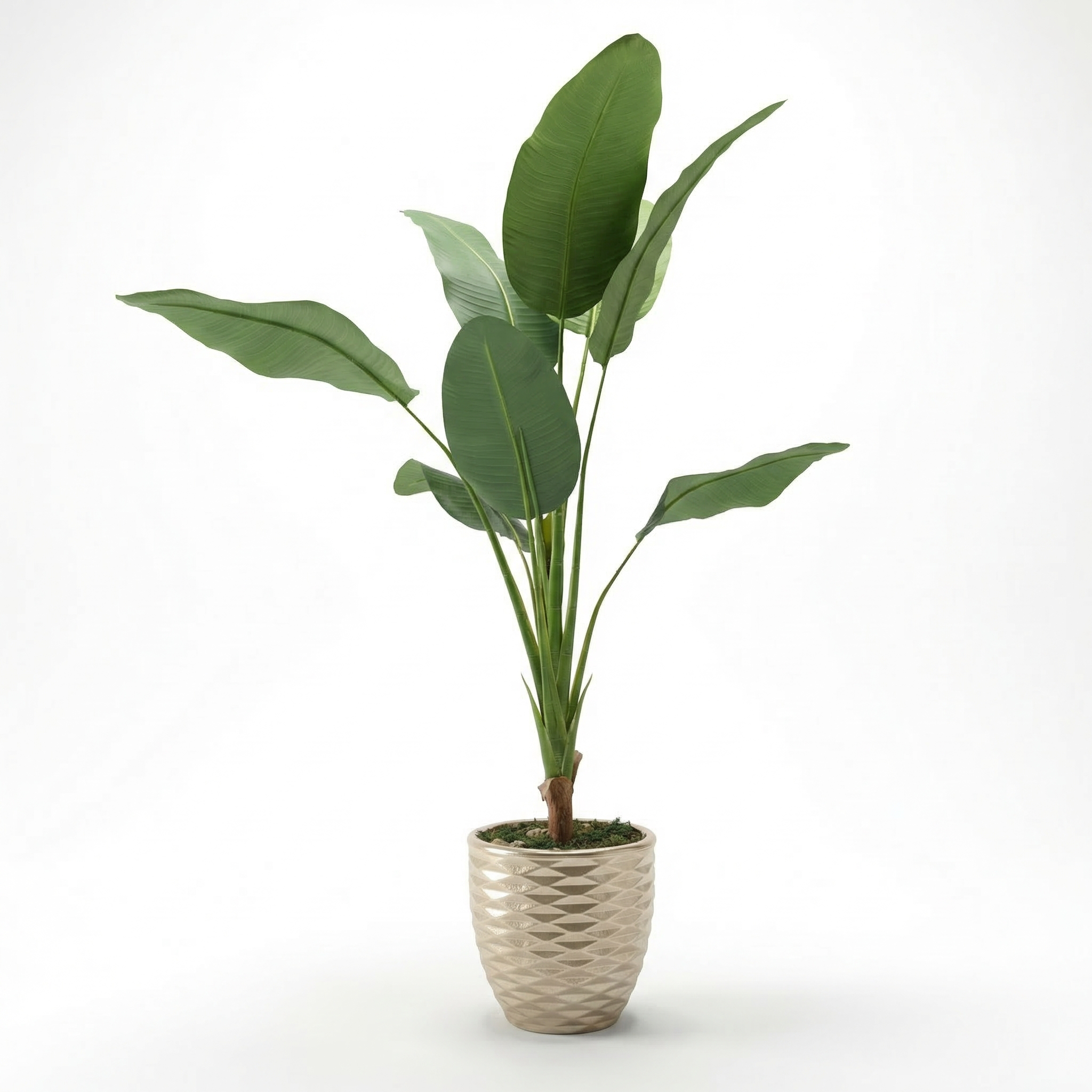 individual banana