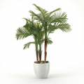 Areca Palm with 3 Trunks