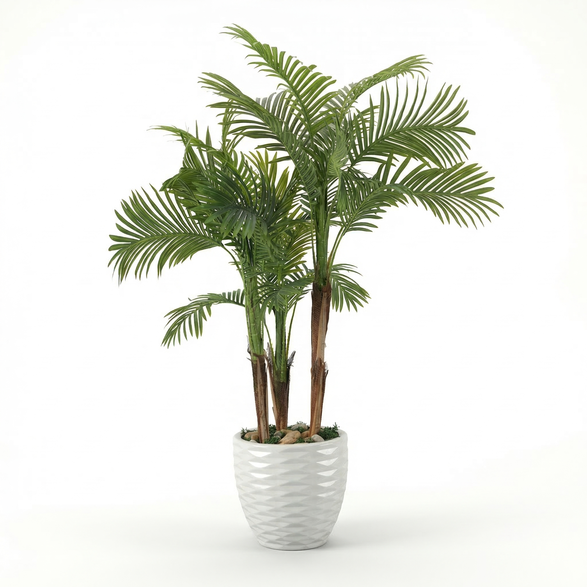 Areca Palm with 3 Trunks