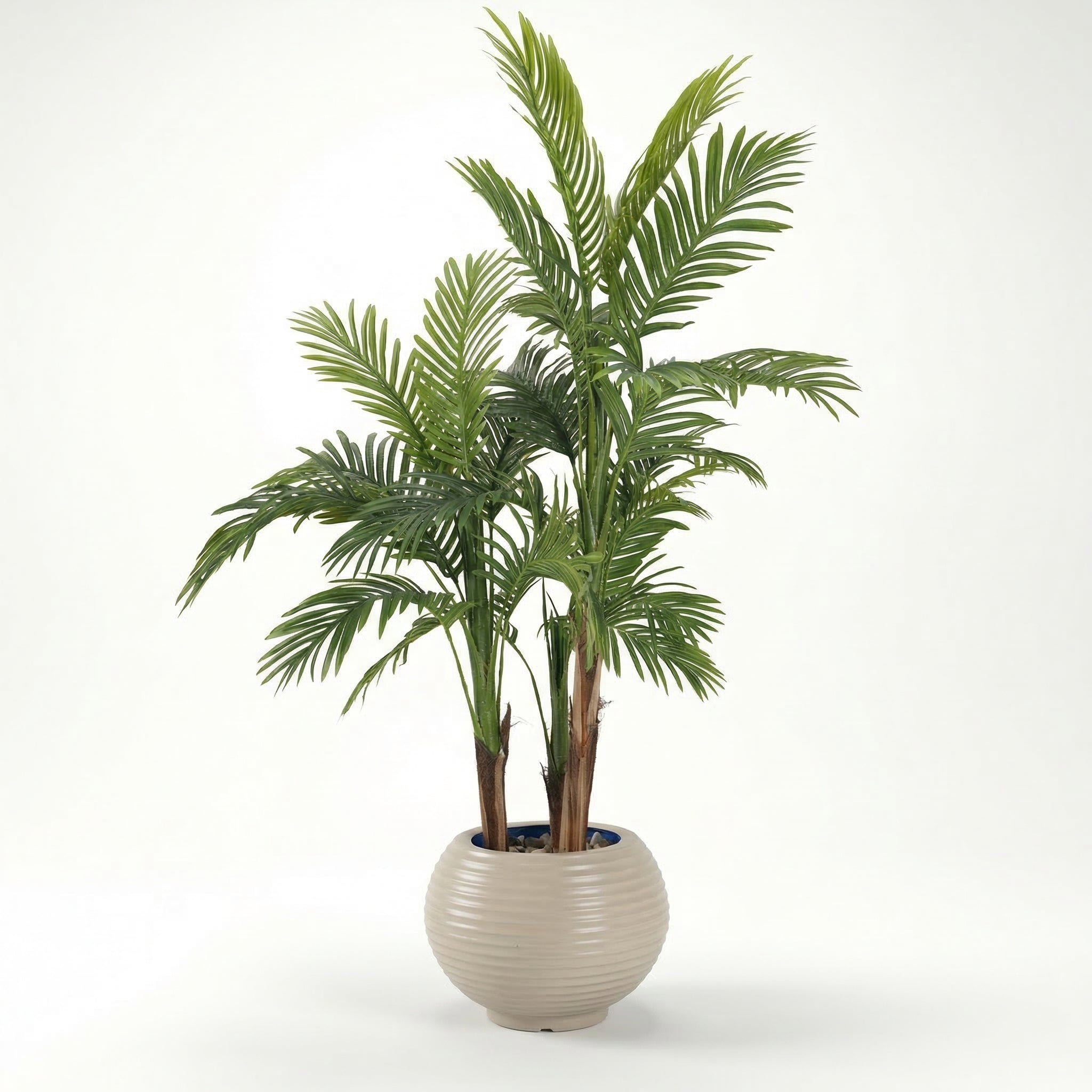 Areca Palm with 3 Trunks
