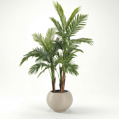 Areca Palm with 3 Trunks