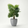 Dracaena tree