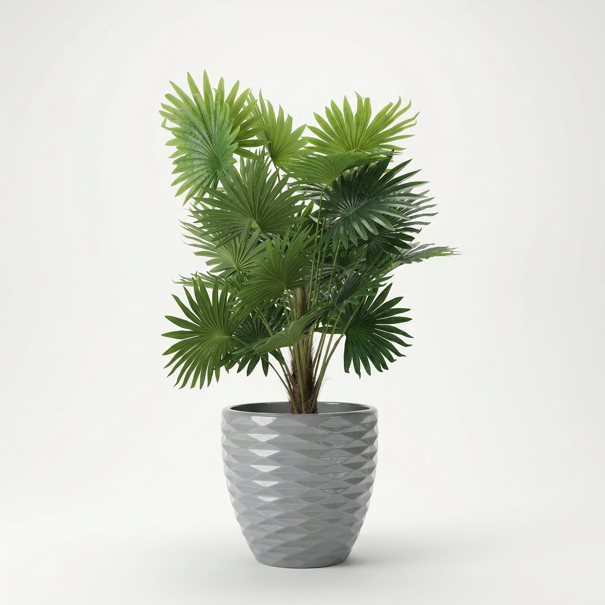 Dracaena tree