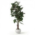 Tent tree