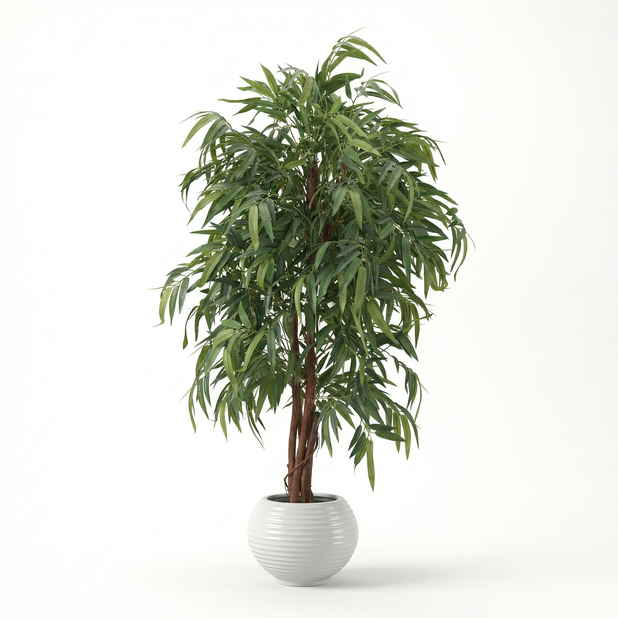 Mango tree