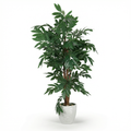Mango tree