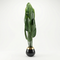 Banana tree with 10 leaves