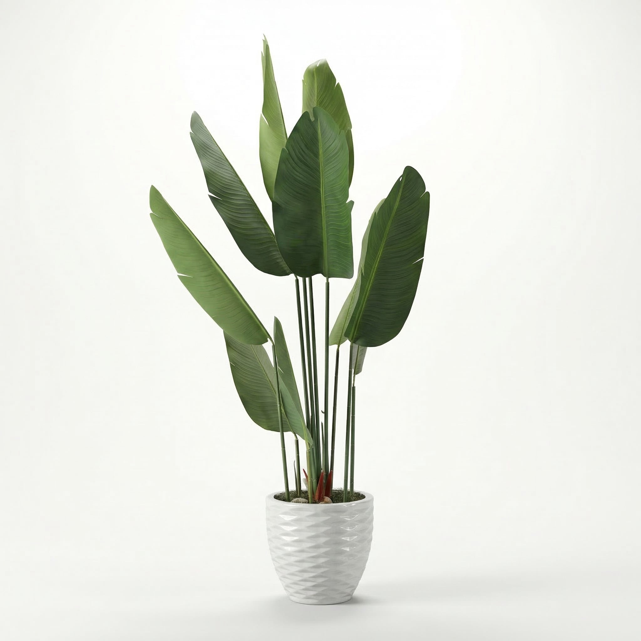 Banana tree with 10 leaves