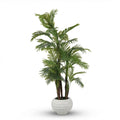 Five-trunked Areca tree.