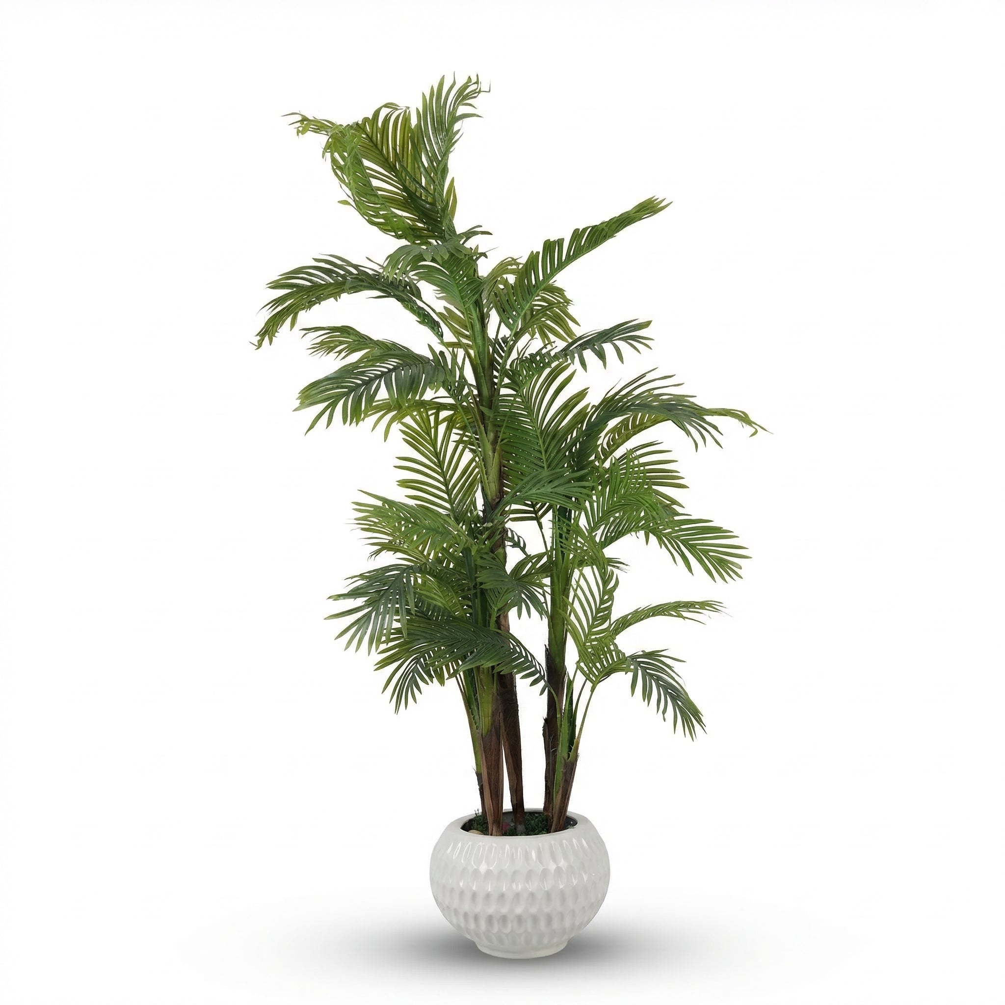 Five-trunked Areca tree.