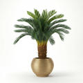Canary Palm