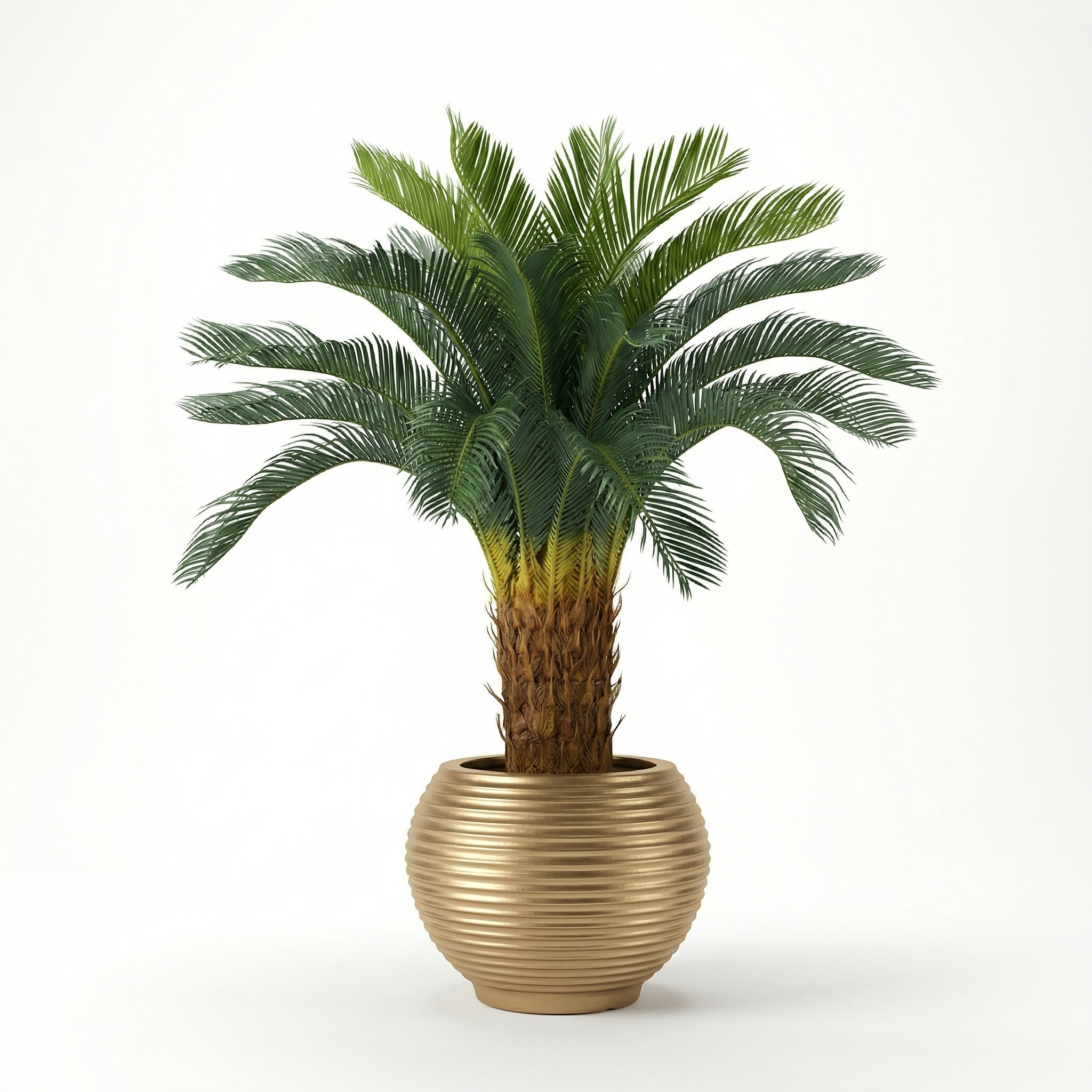 Canary Palm