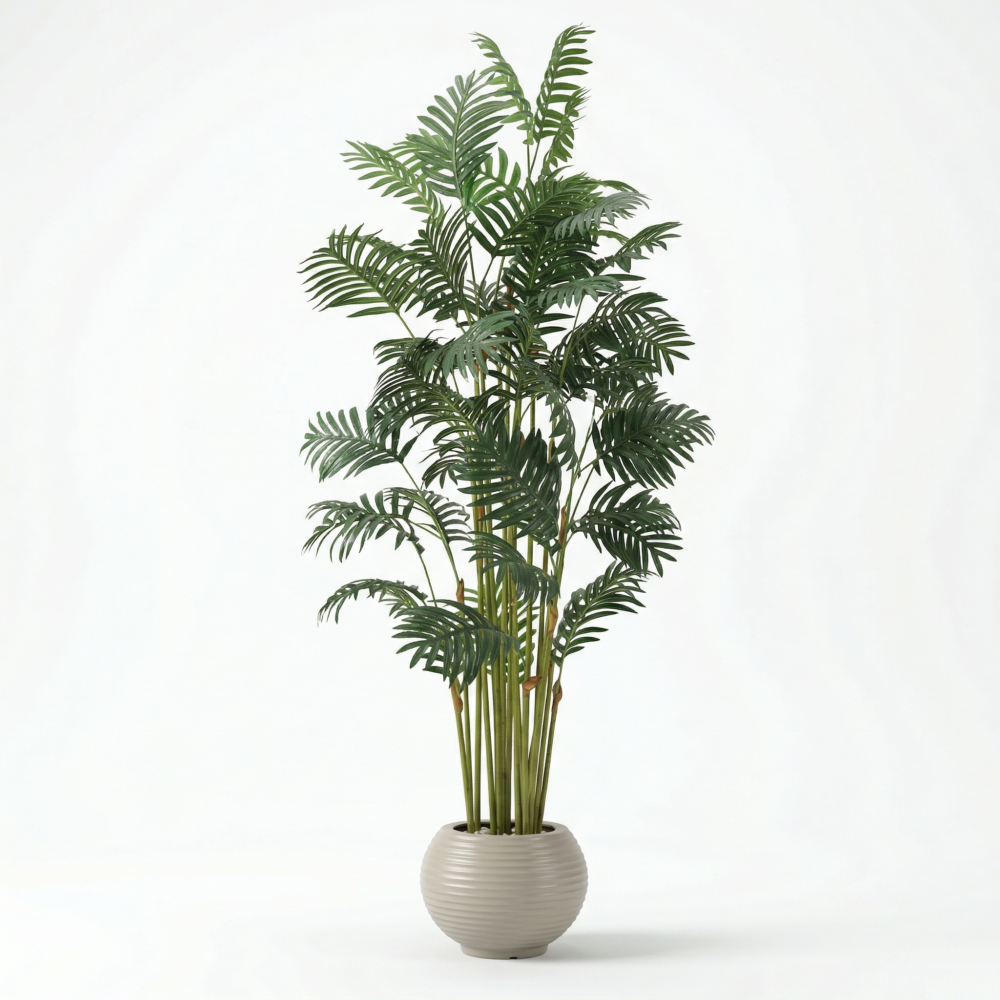 Areca Palm