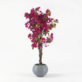 Belladonna Tree