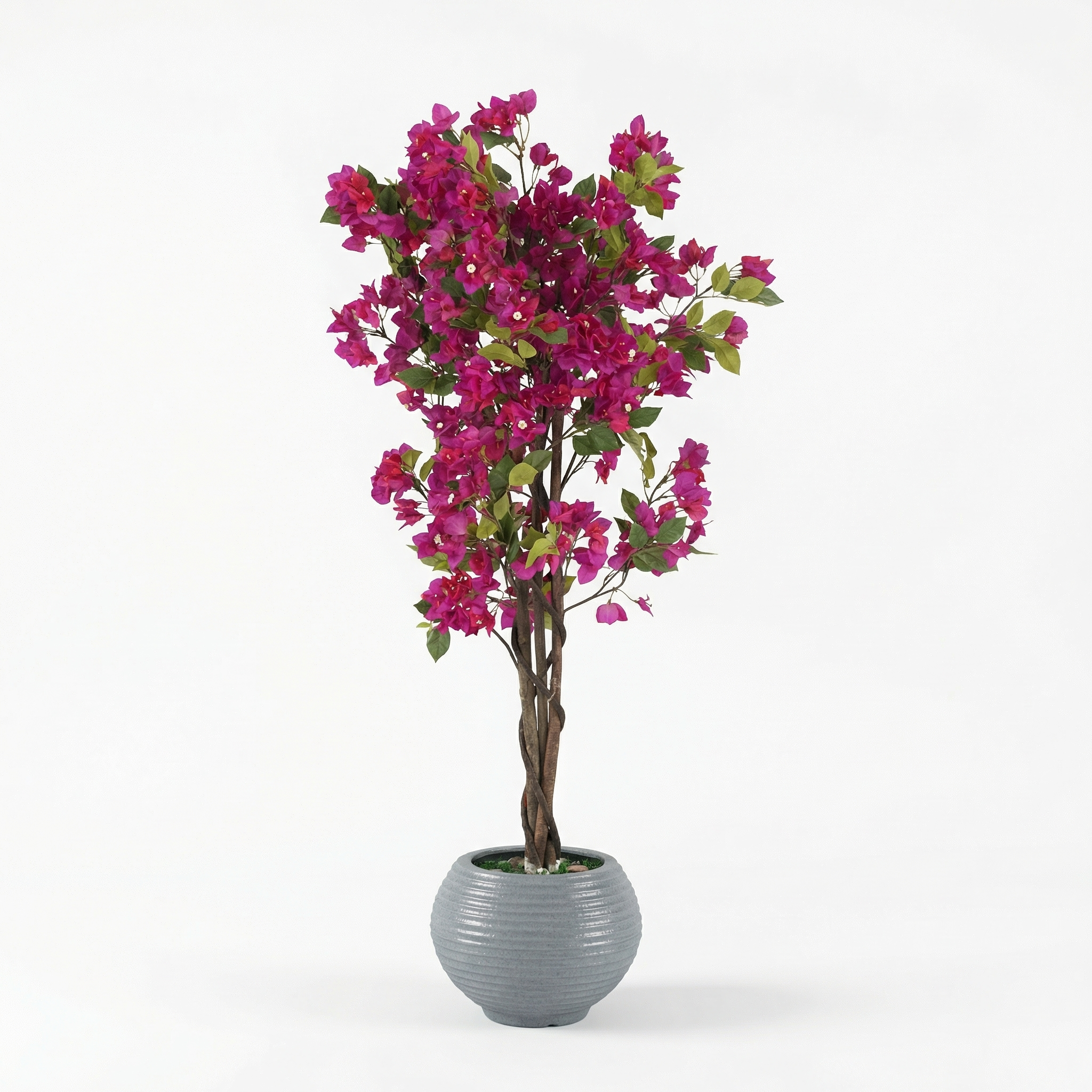 Belladonna Tree
