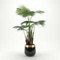 Ruffled Fan Palm